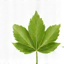 A stylized green leaf icon representing pure ingredients.